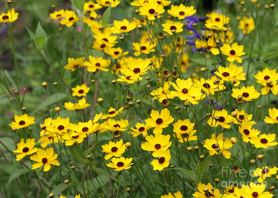 Flower Photograph - Field of Yellow Flowers by Sabrina L Ryan