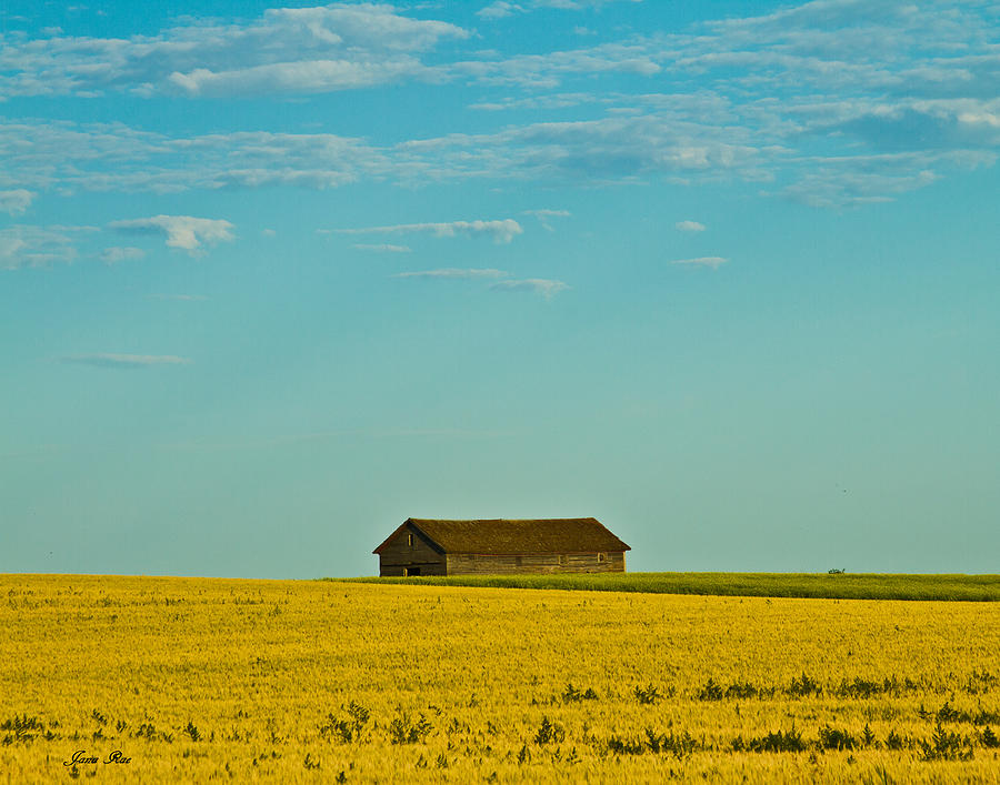 Field of Yellow Photograph by Jana Rosenkranz