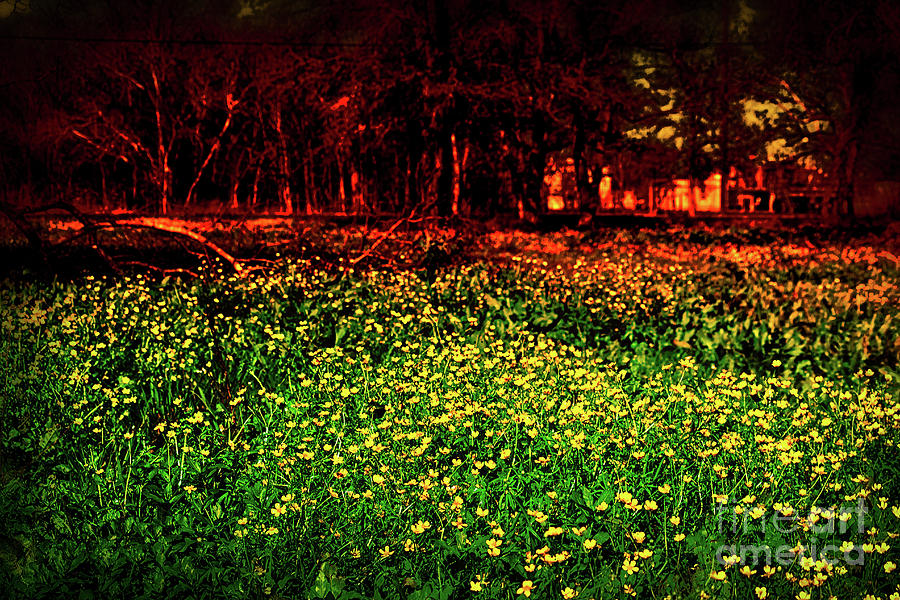 Field Of Yellow Photograph by JB Thomas