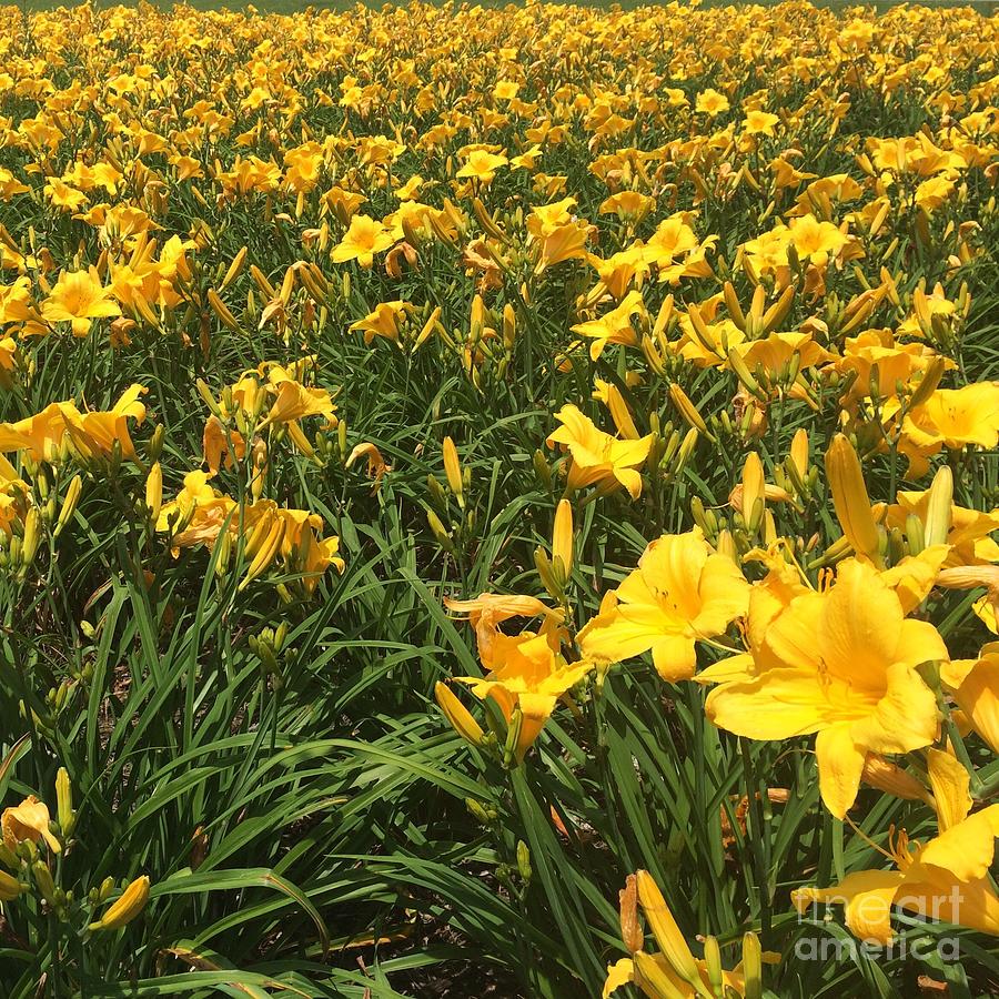 Field of Yellow Lilies  Photograph by Robin Pedrero