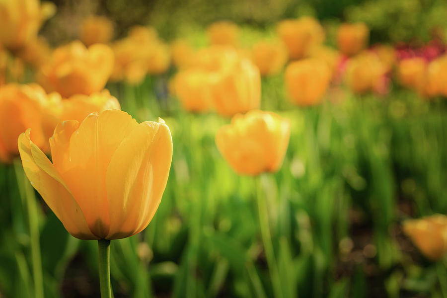 Field of Yellow Tulips Photograph by Joni Eskridge