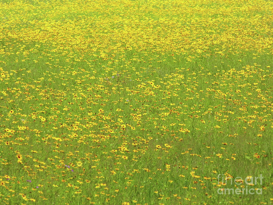 Field Of Yellow Wildflowers Photograph by D Hackett