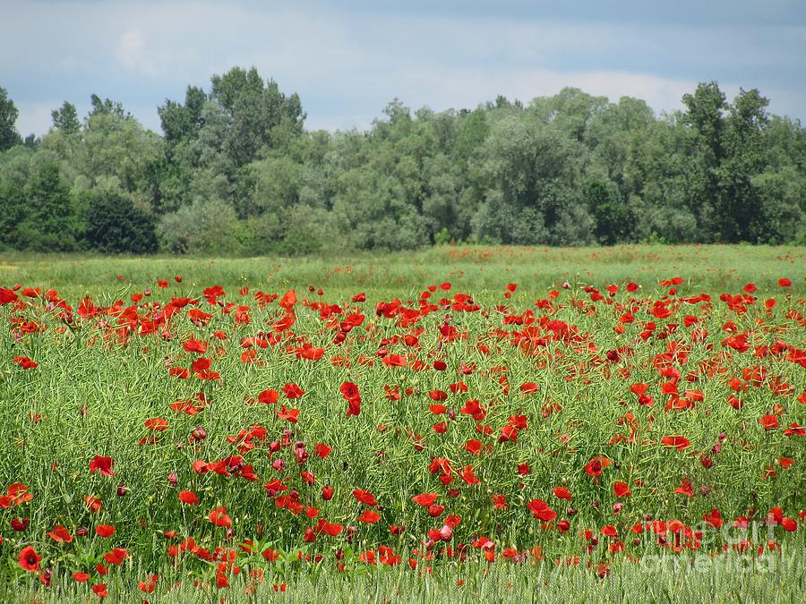 Field Poppies Photograph by Vesna Martinjak