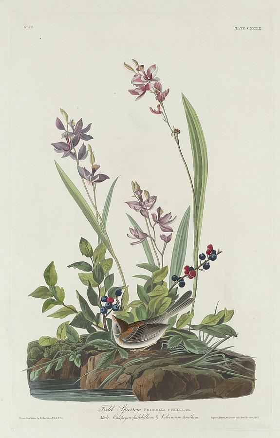 John James Audubon Drawing - Field Sparrow by Dreyer Wildlife Print Collections 