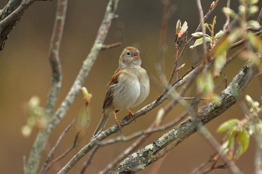 Field Sparrow Singing Photograph by Michael Dyer - Fine Art America