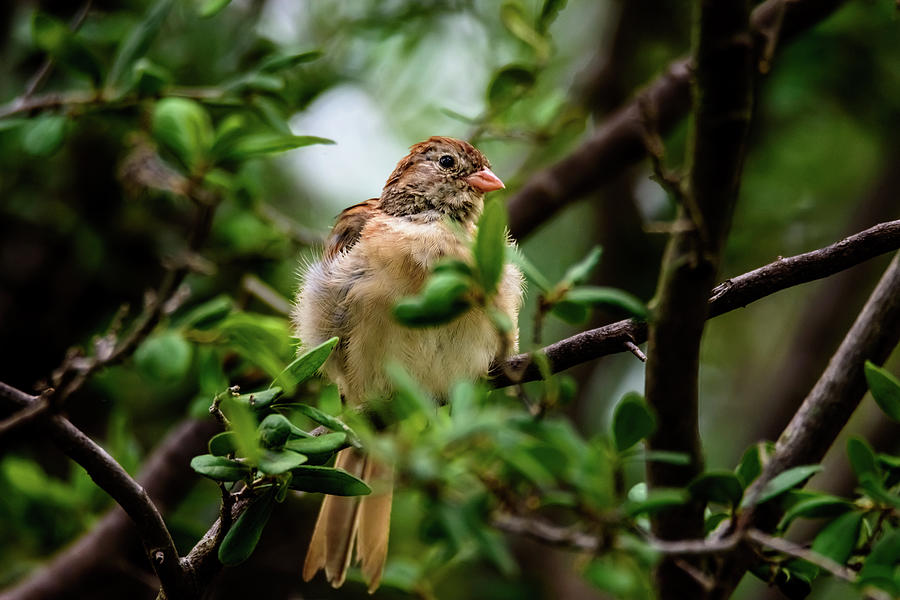 Field Sparrow Sitting Pretty Photograph by Debra Martz