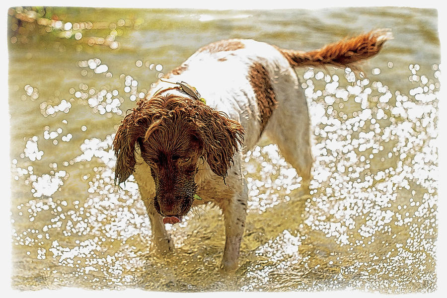 Field Springer Spaniel Photograph by Constantine Gregory