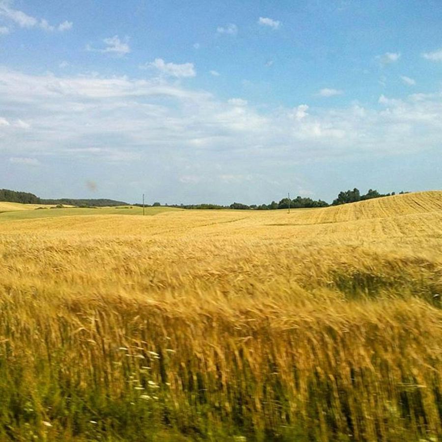 Summer Photograph - #field #summer #latvian #latvija by Olga Strogonova