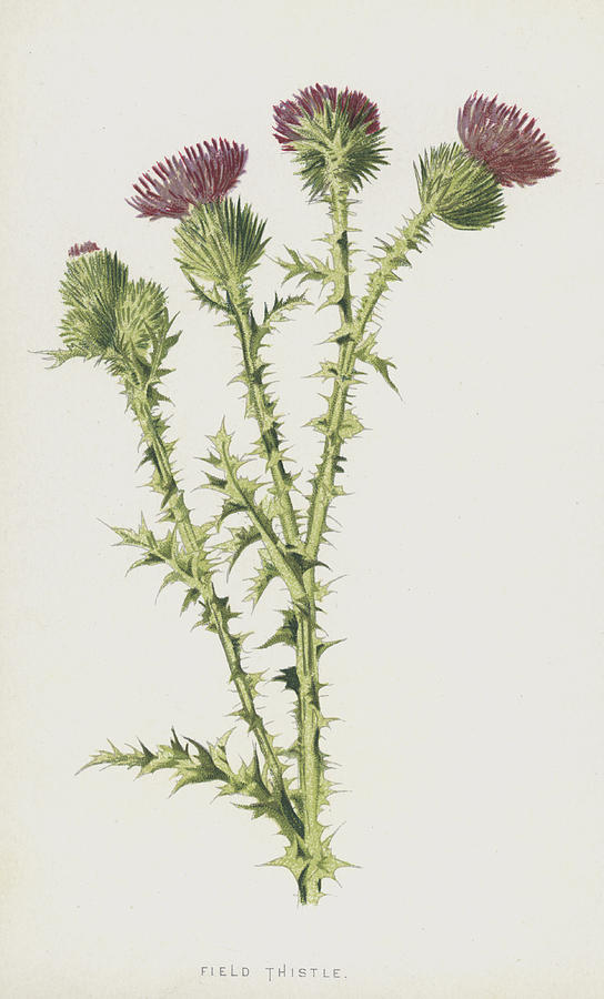 Still Life Painting - Field Thistle by Frederick Edward Hulme