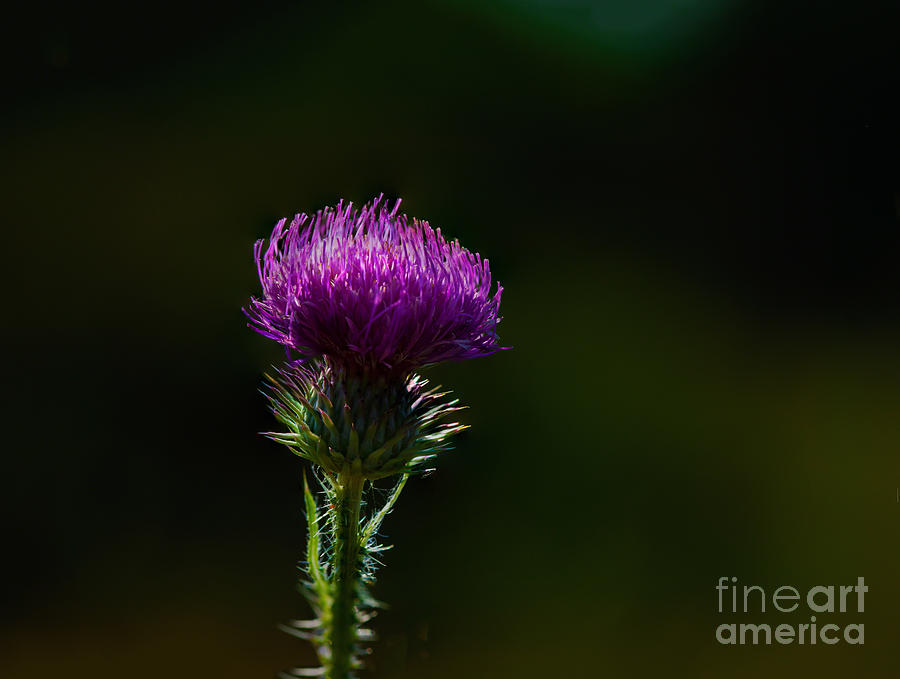 Field Thistle Photograph by Roger Monahan