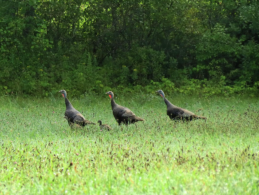 Field Turkeys Photograph by MTBobbins Photography