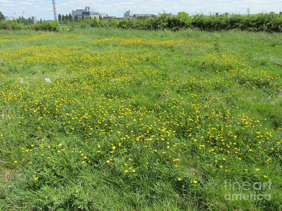 Field Views Wormwood Scrubs Old Oak Common 01 Photograph By Mudiama   Field Views Wormwood Scrubs Old Oak Common 01 Mudiama Kammoh 