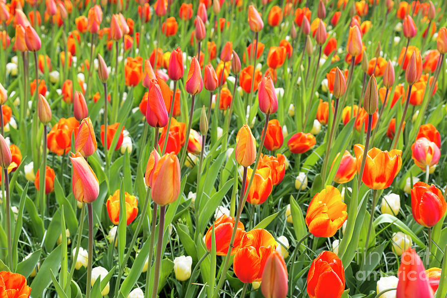 Field With Orange Tulips Photograph