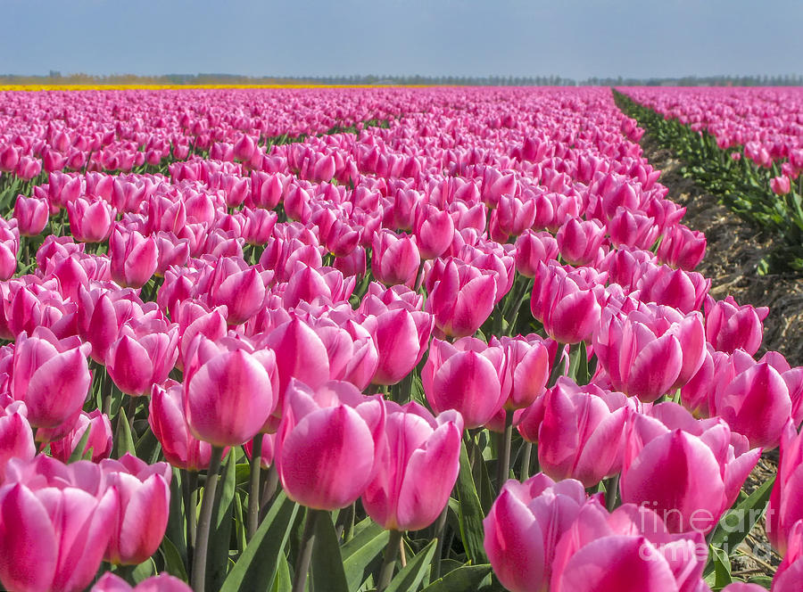 Field with pink tulips Photograph by Patricia Hofmeester