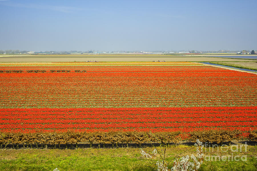 Field with red tulips Photograph by Patricia Hofmeester