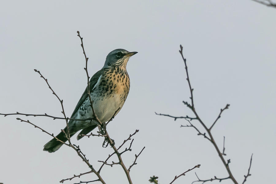 Fieldfare Photograph by Wendy Cooper