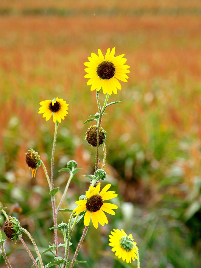 Fields and A Sun Flower Plant Photograph by James Granberry