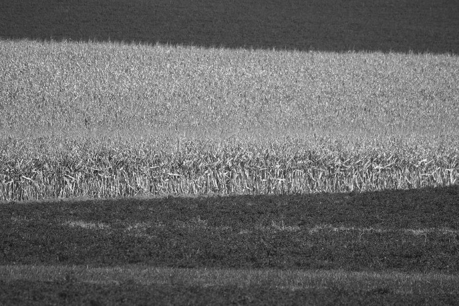 Fields Near Madison Photograph by Steven Ralser