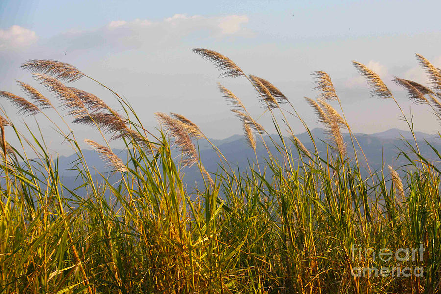 Mountain Photograph - Fields of Barley by Christina Gupfinger