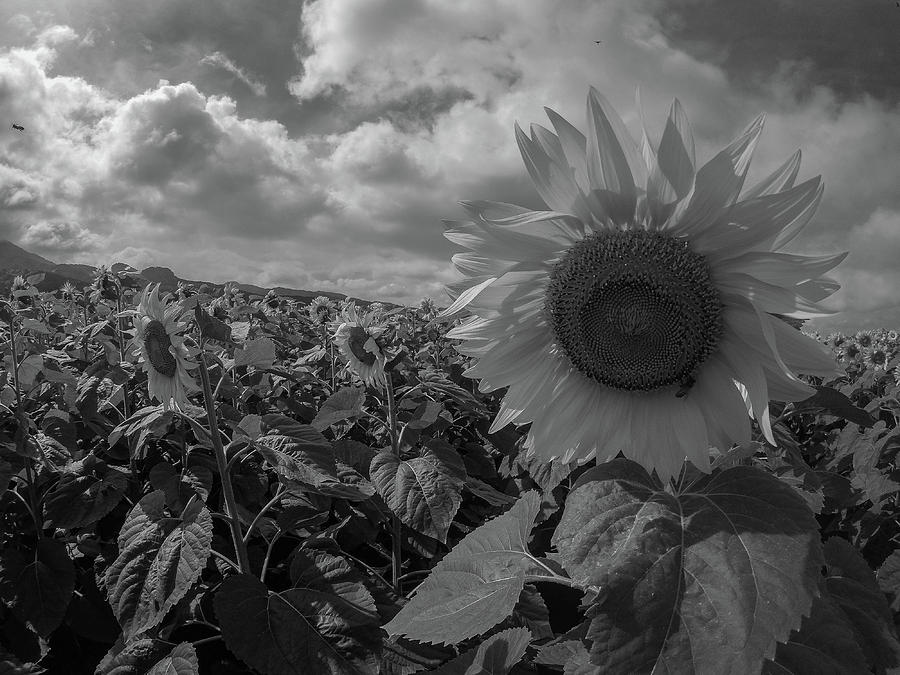 Fields of Black and White Photograph by Megan Martens - Fine Art America