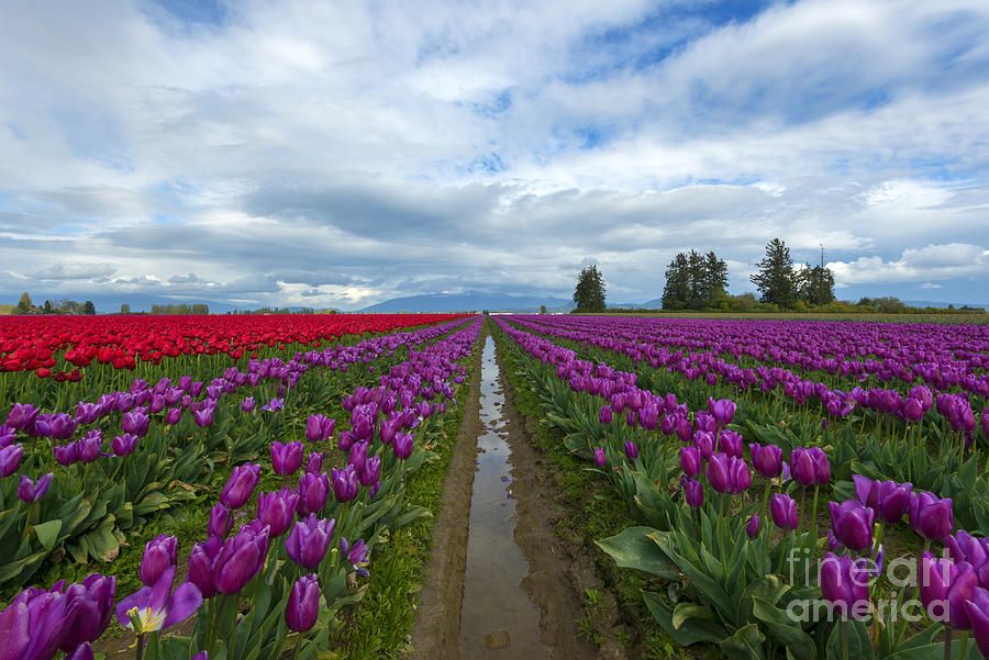 Fields of Color Photograph by Michael Dawson