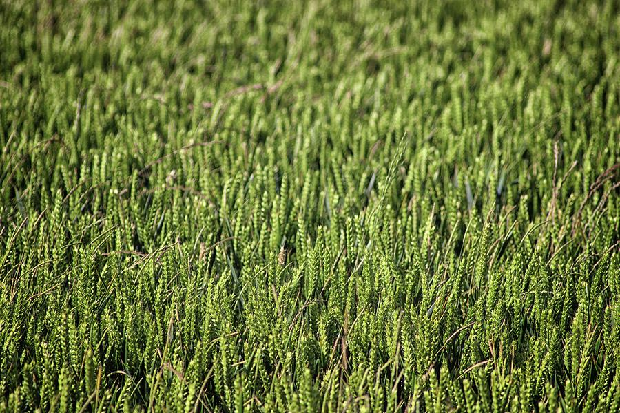 Summer Photograph - Fields of Corn by Martin Newman