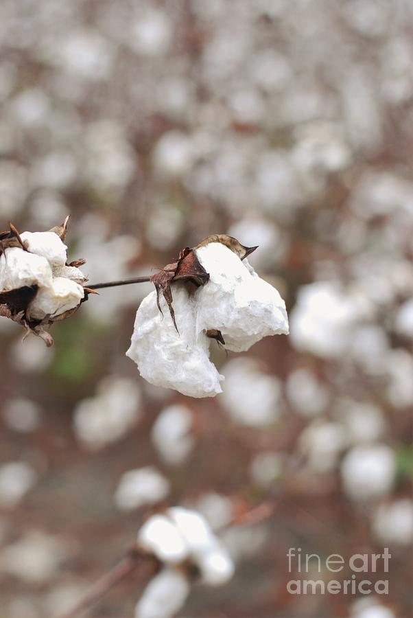 Fields Of Cotton 2 Photograph