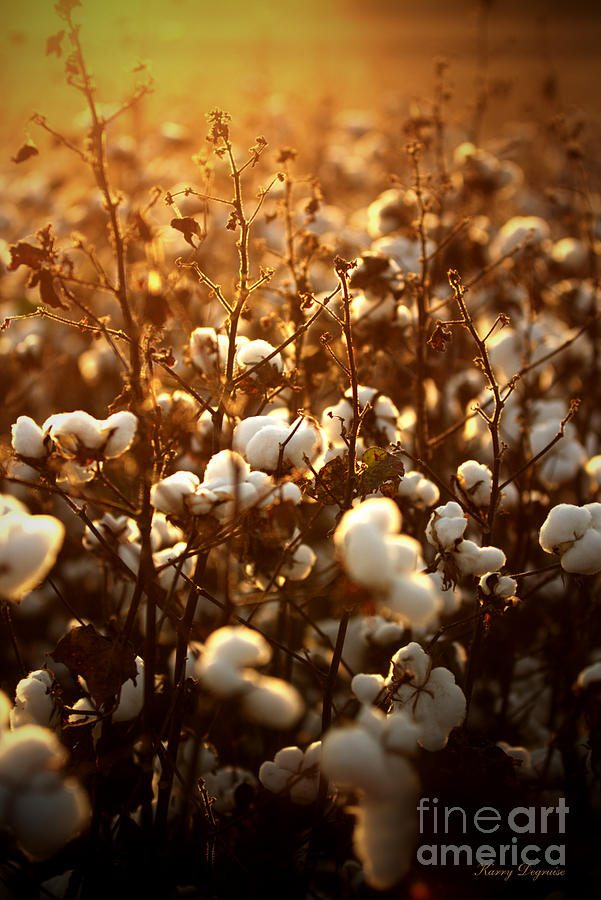Fields Of Cotton Photograph