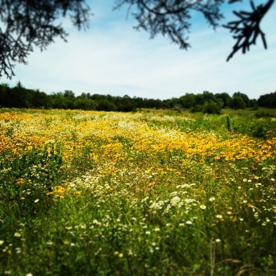 Wildflowers Photograph - Fields Of Flowers. :) #momshouse by Melani Biggers