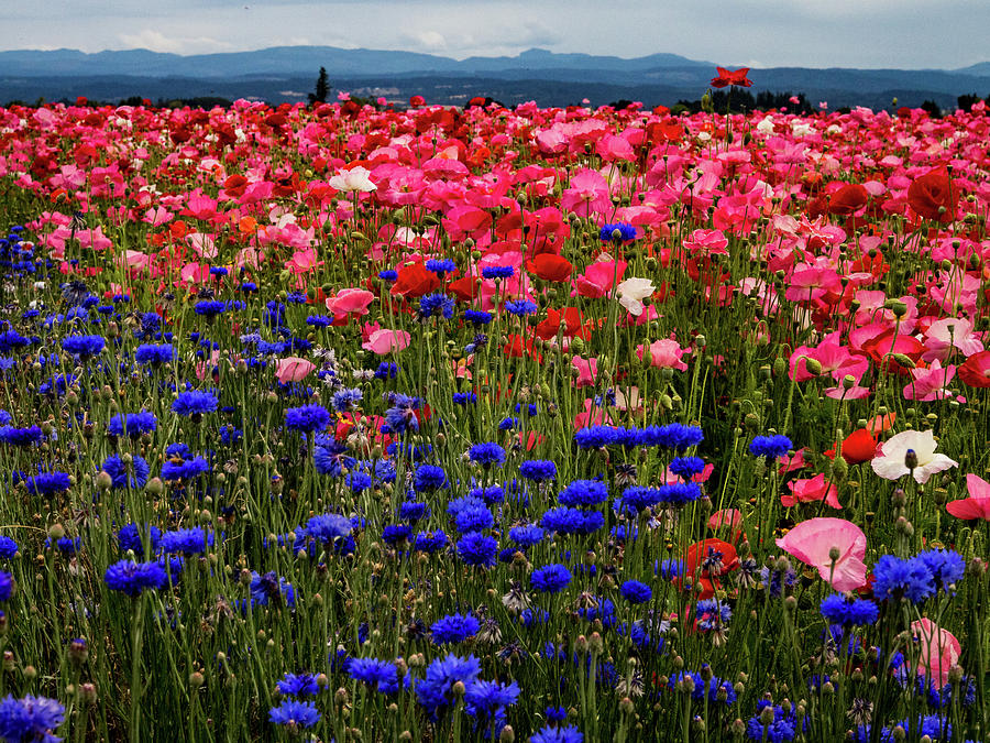 Fields of Flowers Photograph by Jean Noren