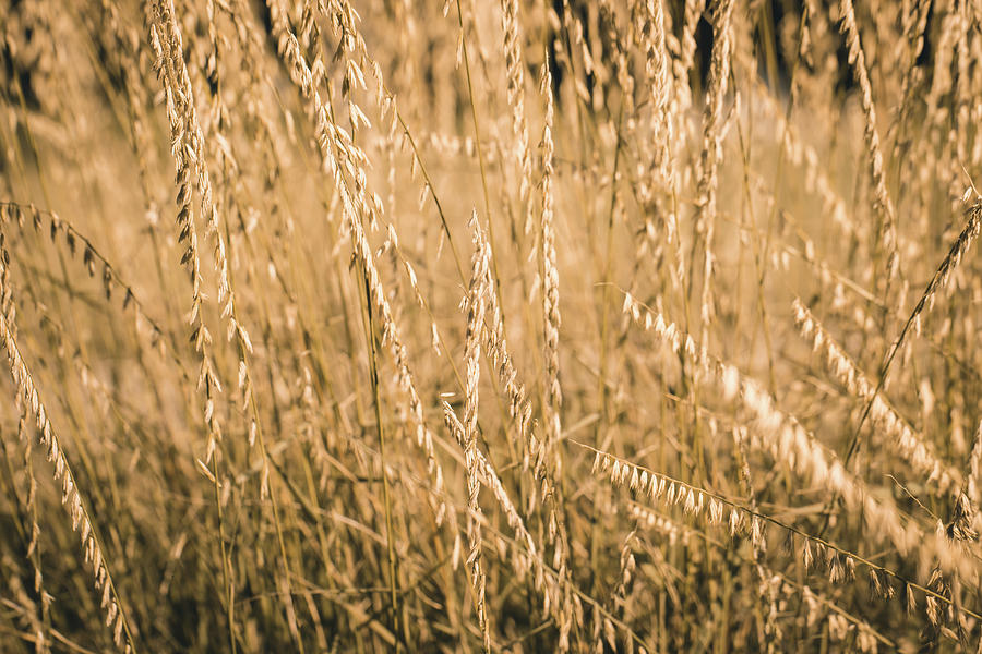 Fields of Gold Photograph by Allin Sorenson