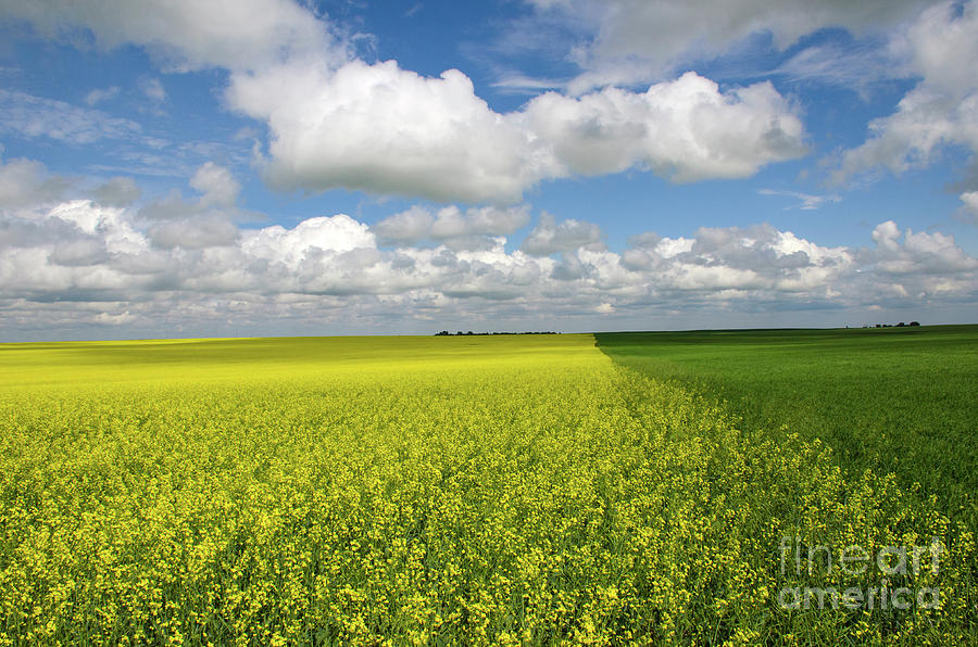 Fields Of Gold And Green Photograph by Bob Christopher