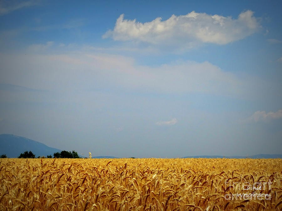 Fields of Gold Photograph by Lainie Wrightson