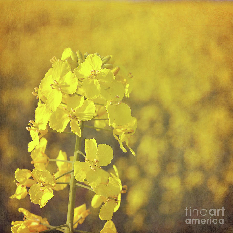 Fields of gold Photograph by Lyn Randle