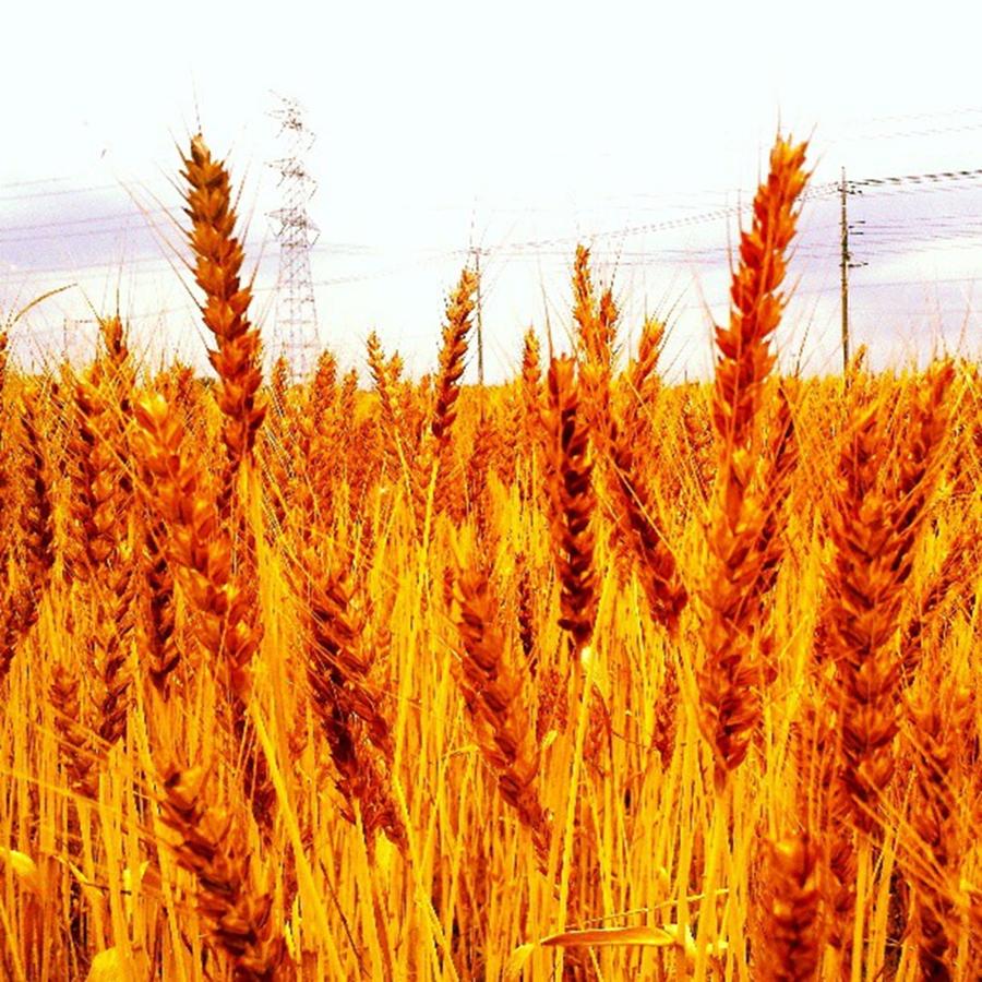Japan Photograph - Fields Of Gold by Nori Strong