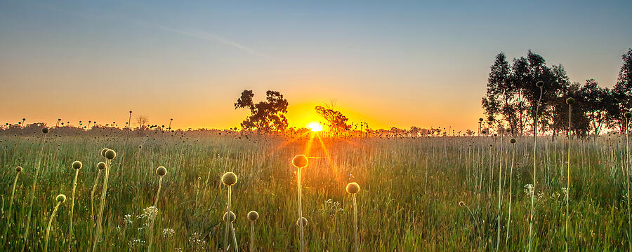 Sunset Photograph - Fields Of Gold Panorama by Az Jackson