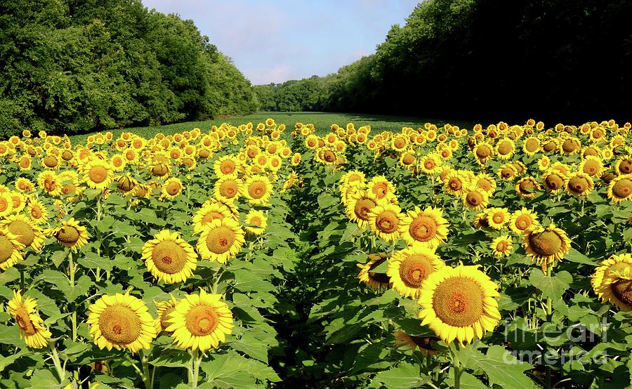 Sunflower Photograph - Fields of Gold by Phil Cappiali Jr