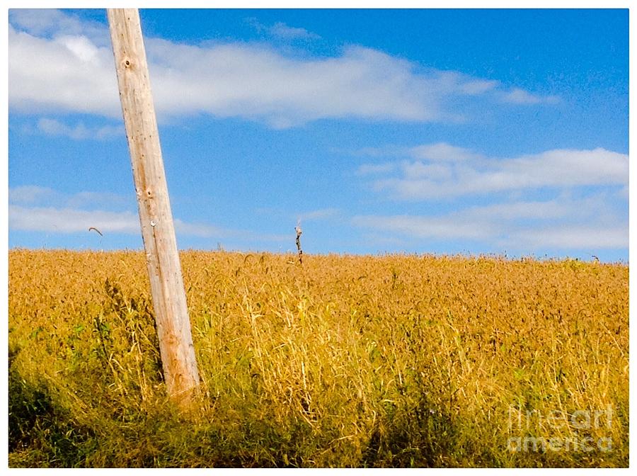 Fields Of Golden Grain Photograph By Debra Lynch