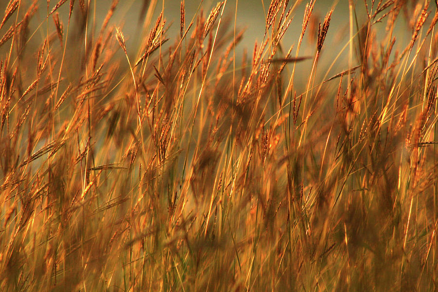 Fields of golden grains Photograph by Emanuel Tanjala