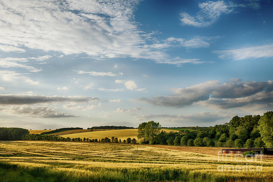 Fields of golden wheat English landscape Photograph by Simon Bratt