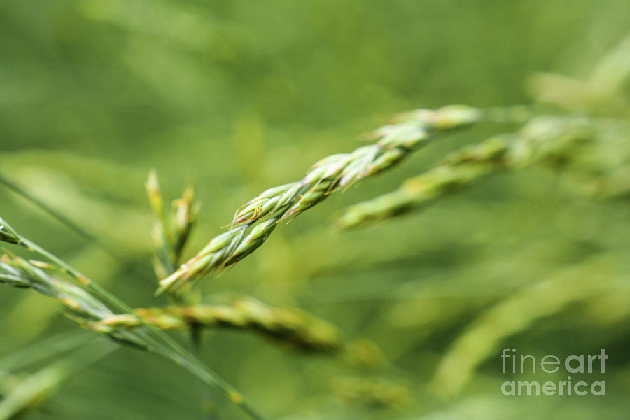 Fields of Grain Photograph by Lisa Kilby