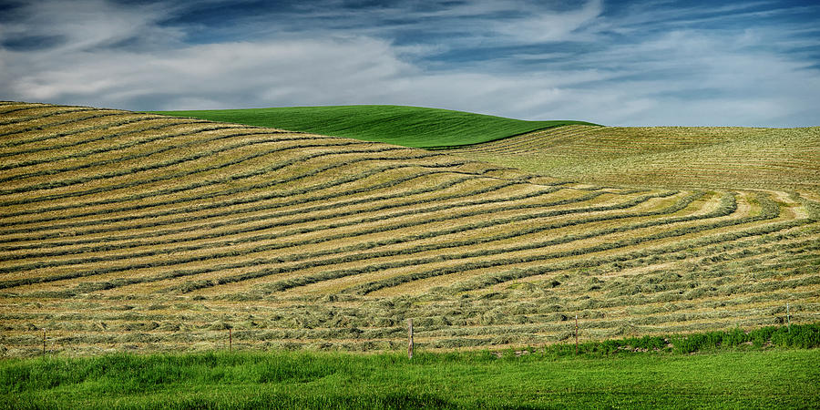 Fields of Grain Palouse WA DSC04705 Photograph by Greg Kluempers