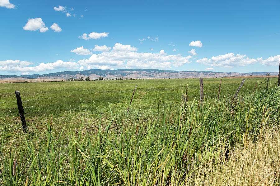 Fields of Grass in Central Washington Photograph by Tom Cochran