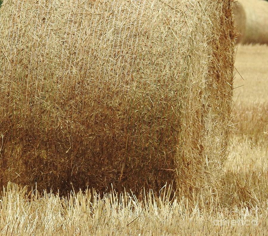 Fields Of Hay Photograph by Jan Gelders