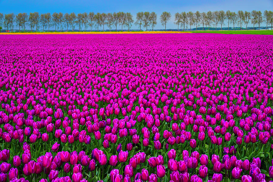 Tulip Photograph - Fields of Pink by Midori Chan