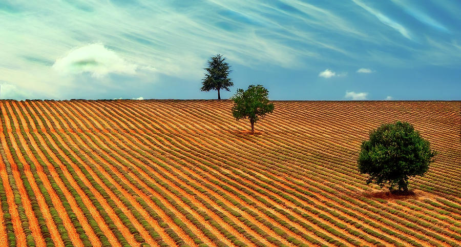 Nature Photograph - Fields Of Provence #1 by Mountain Dreams