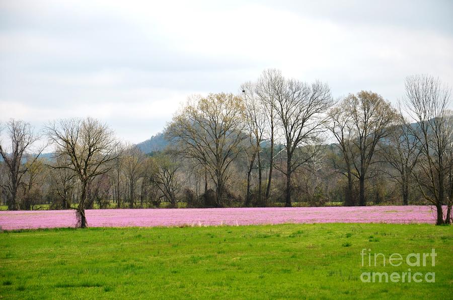 Fields of Purple Clover Photograph by Deanna Cagle - Fine Art America