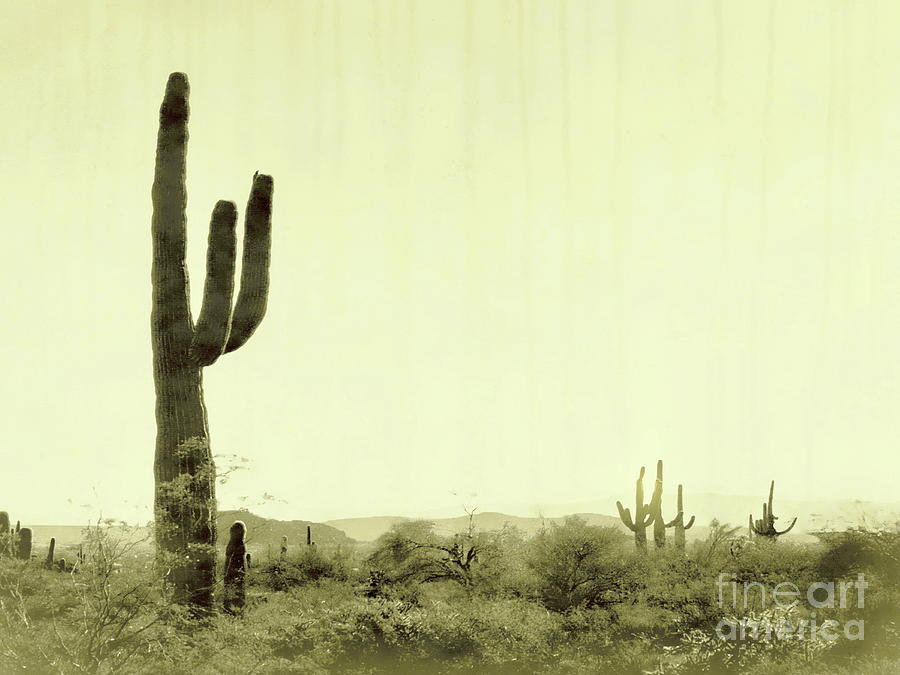 Fields of Saguaro V Photograph by Tim Richards