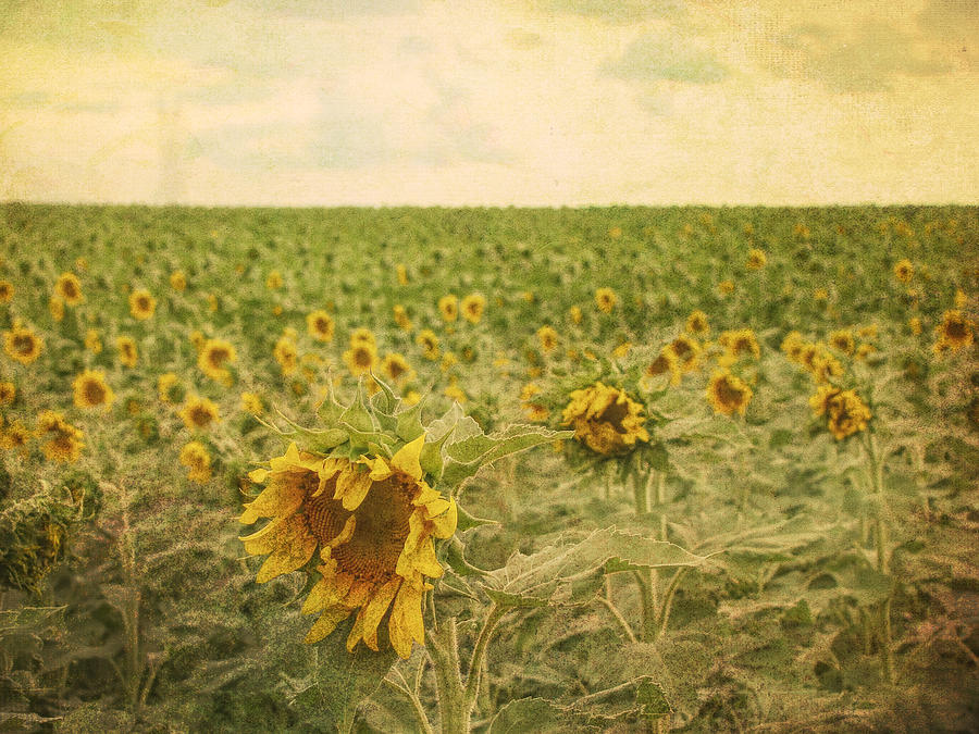 Fields of Sunflowers Digital Art by Cathy Anderson