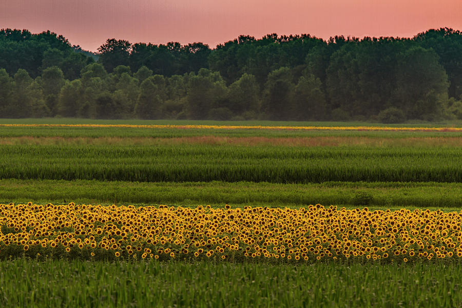 Fields of Sunflowers Photograph by Garry McMichael